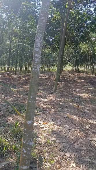 Đất farm 2,2ha tại An Long, Phú Giáo chỉ 8,2 tỷ - Tiềm năng đầu tư lớn!