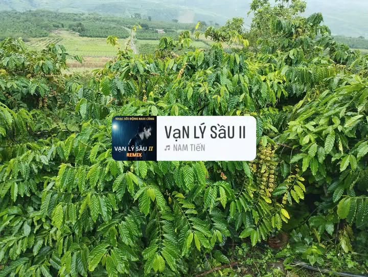 Đất nền Đan Phượng 1,6ha giá 4 tỷ - Cơ hội đầu tư hấp dẫn!