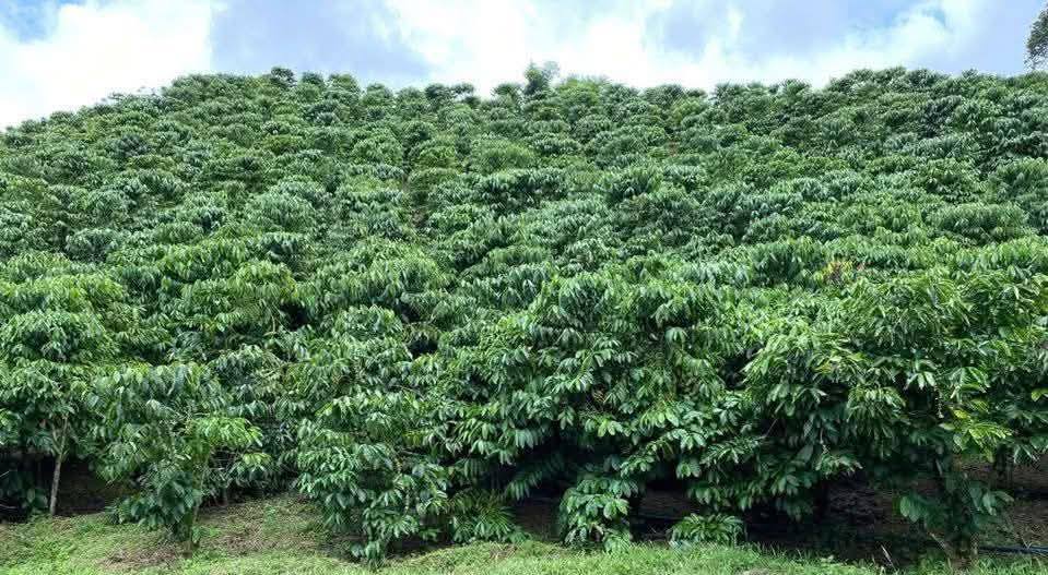 Đất nền Phúc Thọ 1ha giá 2,7 tỷ - Đầu tư sinh lời tuyệt vời!