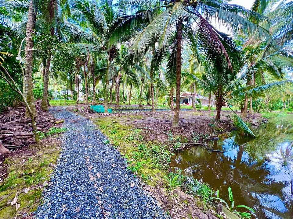 Lô đất đẹp tại Khóm 6, Thị trấn Tiểu Cần 330m² giá 230 triệu - Đầu tư sinh lời hấp dẫn!