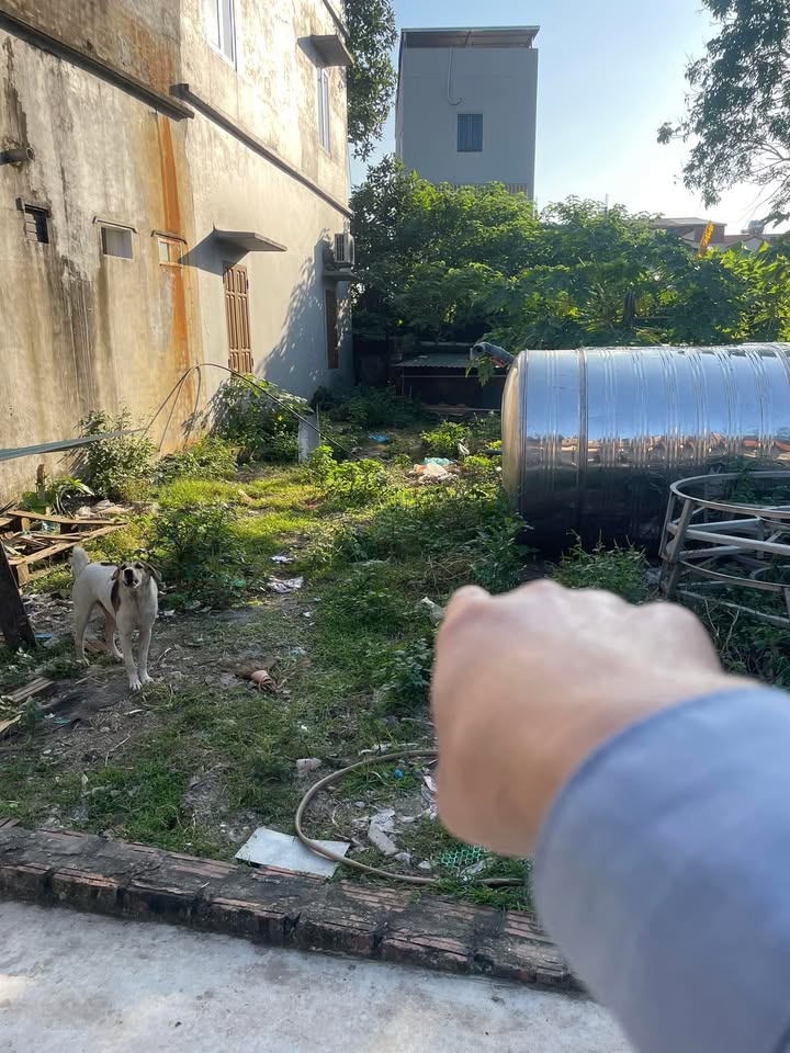 Đất nền Tam Hưng, Thanh Oai 79m² giá 6 tỷ - Đường ô tô vào tận nơi!