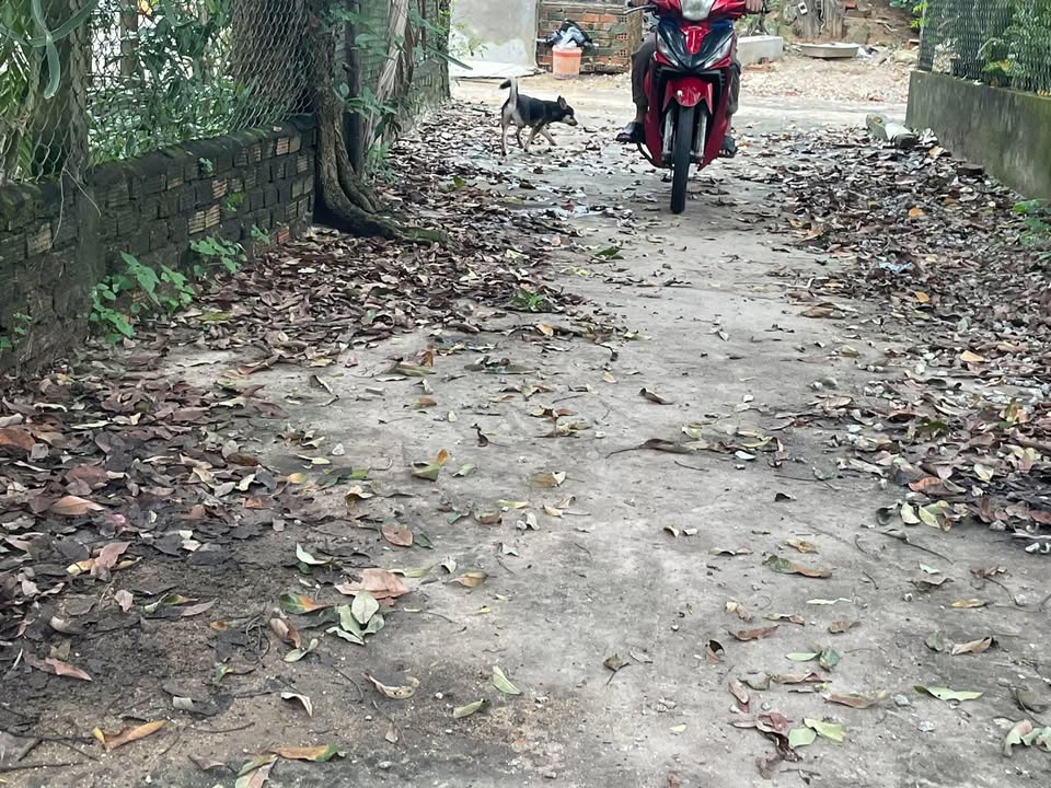 Đất nền Nghĩa Dõng, Quảng Ngãi 149m² giá 800 triệu - Đường ô tô rộng rãi!