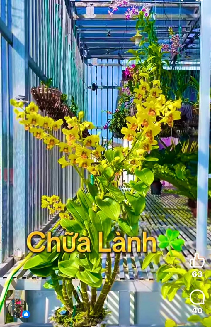 Đất nền Tịnh Ấn Tây Quảng Ngãi 165m² chỉ 300 triệu - Lô góc đường xe tải!