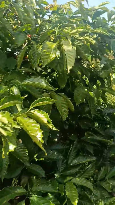 Lô rẫy đất đỏ đen Ea Khal 1,1ha giá chỉ 1,7 tỷ - Cơ hội đầu tư tuyệt vời!