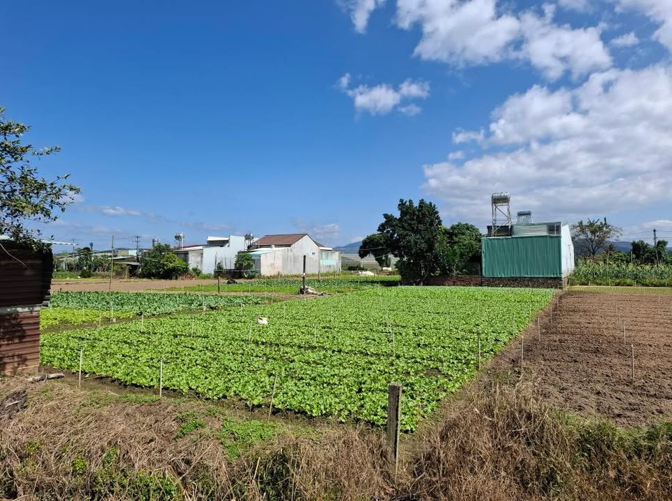 Đất thổ cư phường Thắng Lợi 530.4m² giá 1.5 tỷ - Khu dân cư đông đúc, an ninh tốt!