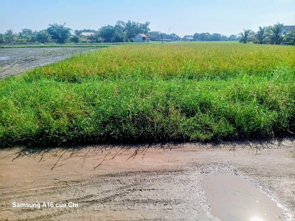 Đất thổ cư 600m² đường Lục Viên, Đức Hòa - Giá chỉ 3.6 tỷ, thương lượng nhẹ!