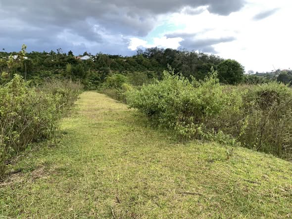 Đất nền 1ha tại Đắk Nrung, Đắk Song - Giá chỉ 650 triệu, có thương lượng!