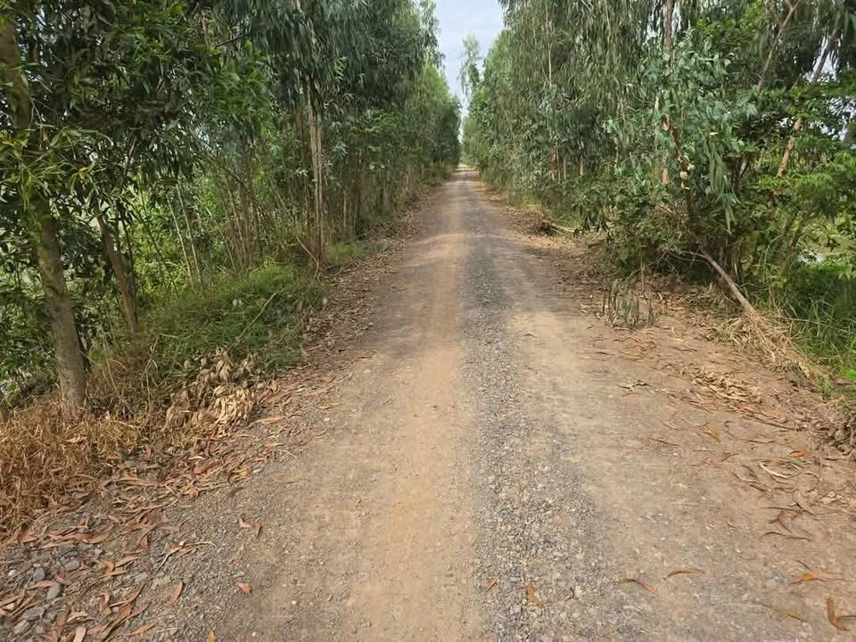 Đất nông nghiệp 27.000m² tại xã Hậu Thạnh Tây, giá 4.59 tỷ - Đầu tư sinh lời!