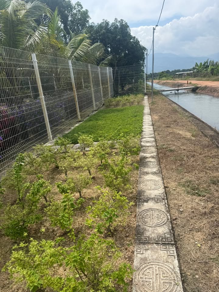 Farm Suối Dầu Cam Lâm 4560,5m² - Đầu tư sinh lời hấp dẫn!