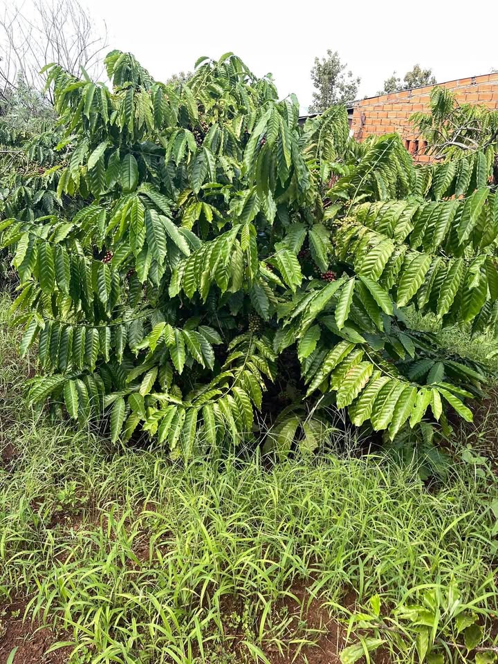 Đất nền Ea M'Droh 10.000m² giá 200 triệu - Cơ hội đầu tư không thể bỏ lỡ!