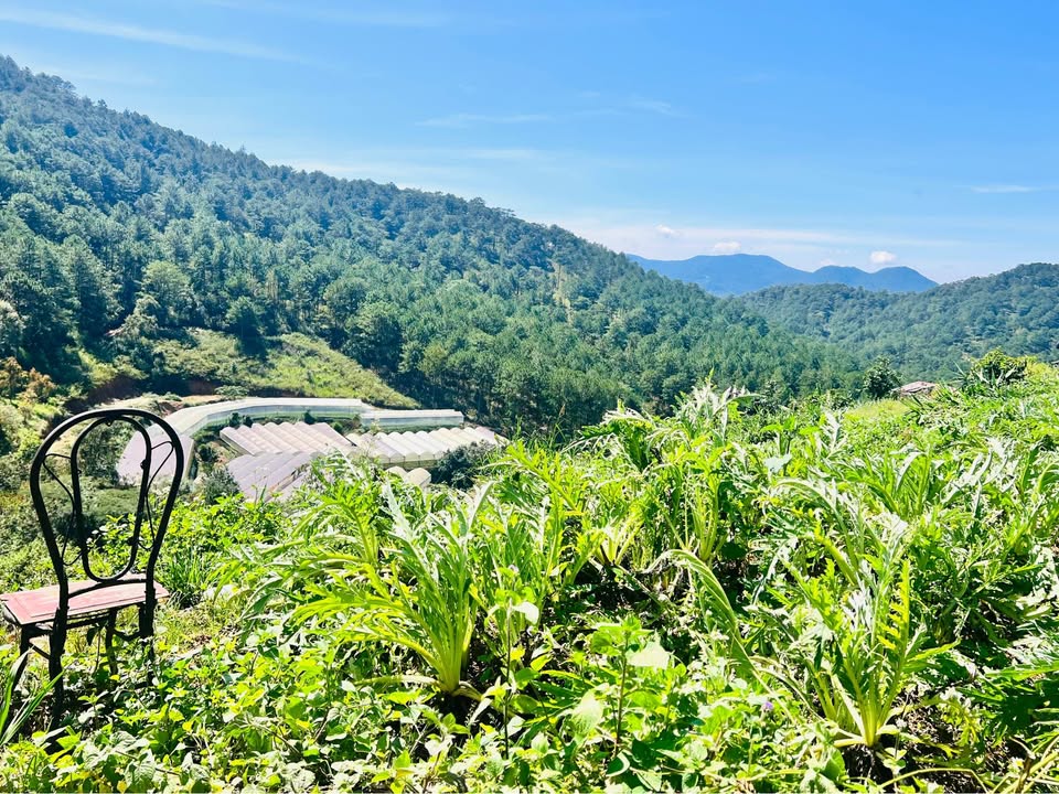 Đất nền Đà Lạt 333m² giá 2.6 tỷ - View đồi thông tuyệt đẹp!