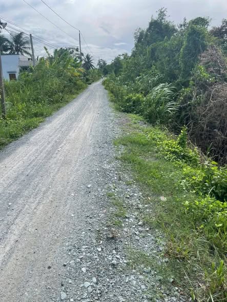 Đất lúa ấp 1 xã Hướng Thọ Phú 1000m² giá 1.4 tỷ - Thích hợp làm nhà vườn nghỉ dưỡng!