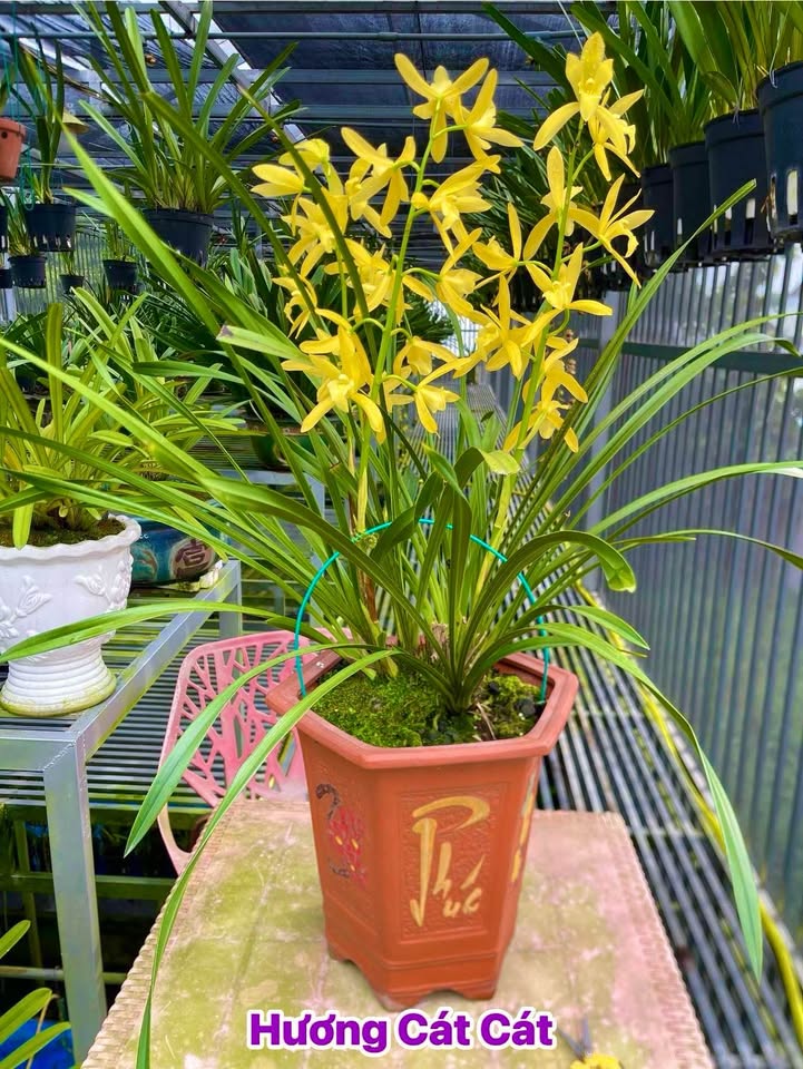 Đất vườn Tịnh Hà 430m² giá 700 triệu - Cơ hội đầu tư tuyệt vời!