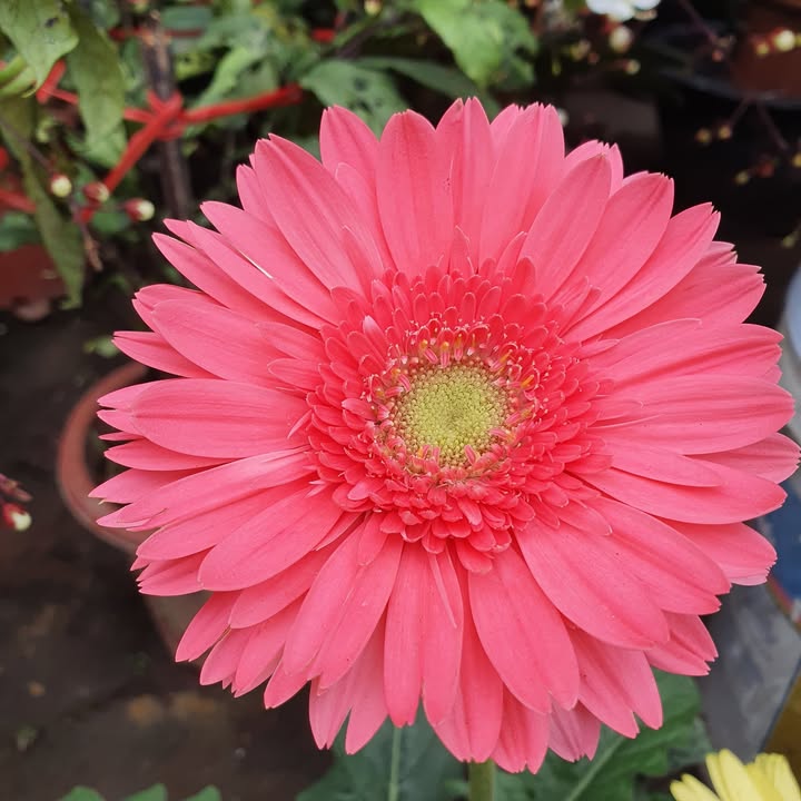 Đất nền Đông Yên - Yên Phong 115m² giá chỉ 3.x tỷ - Đầu tư sinh lời ngay!