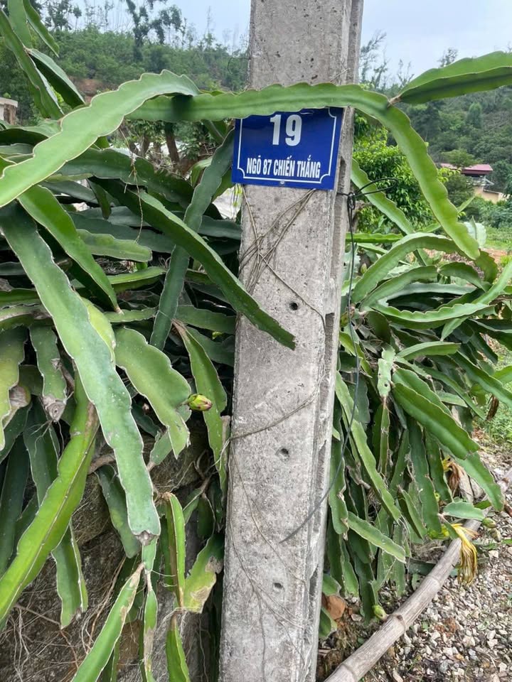 Đất thổ cư An Lạc, Chí Linh 962m² giá chỉ 1 tỷ - Sổ đỏ chính chủ!