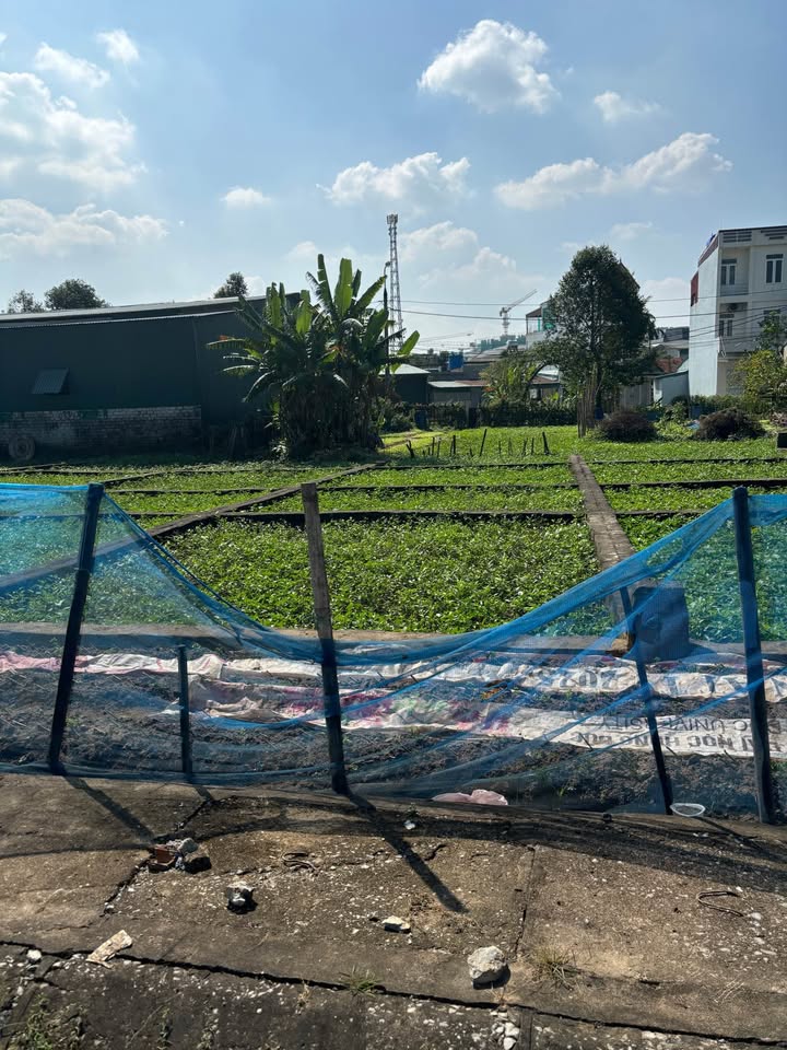 Đất nền chính chủ tại Đông Hải, TP Thanh Hóa 100m² chỉ 4 tỷ - Cơ hội đầu tư tuyệt vời!