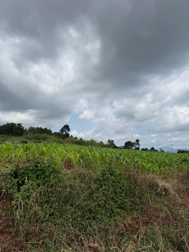 Đất thổ cư 748m² tại Tân Hà, Lâm Hà - Giá chỉ 1.45 tỷ VND!