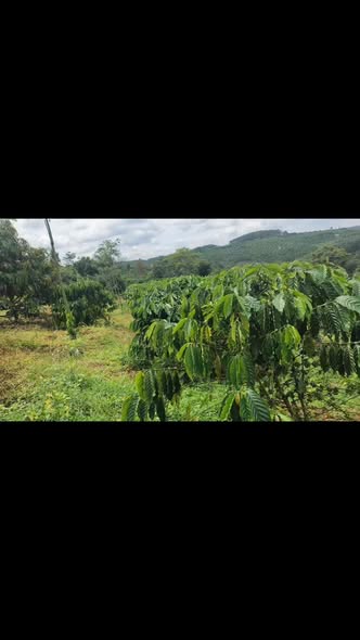 Đất Farm 1ha Cà Phê Tại Đạo Nghĩa, Đắk R'Lấp - Giá Thỏa Thuận, Đầu Tư Sinh Lời!