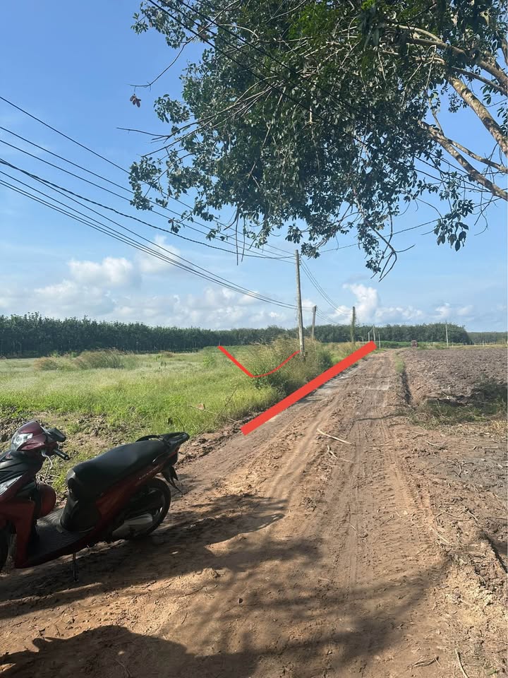 Đất nền Tân Hội, Tân Châu 50000m² giá 530 triệu - Đầu tư sinh lời ngay!