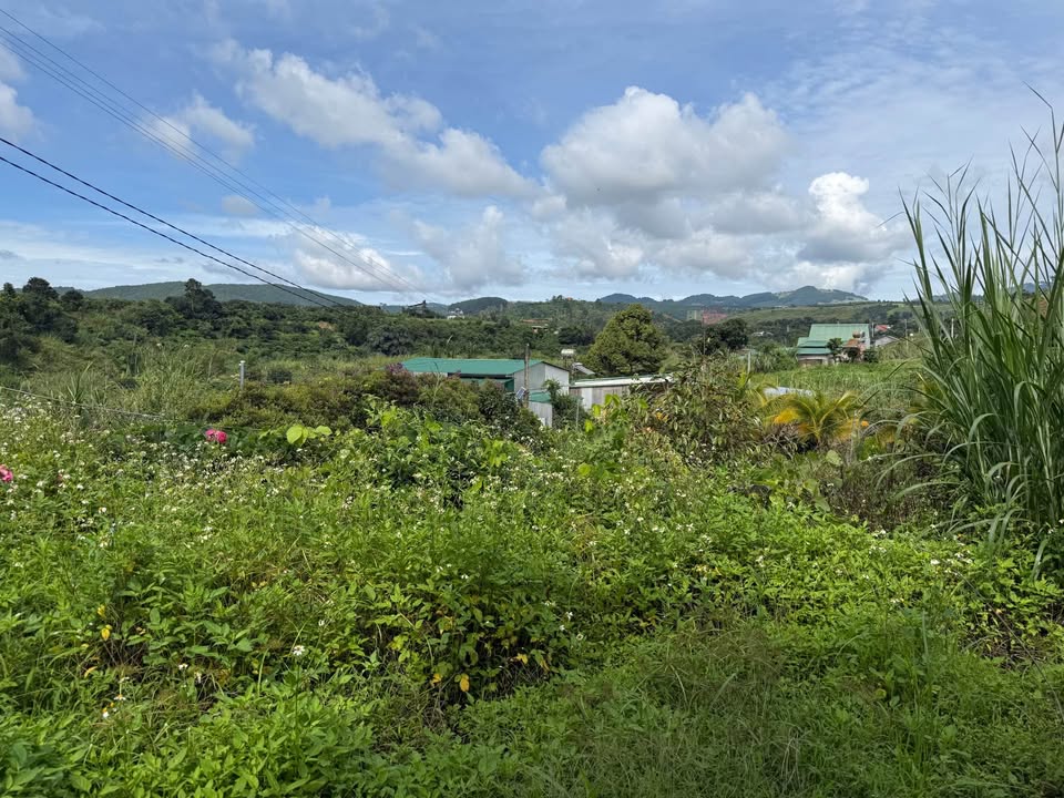 Đất Nam Ban – Lâm Hà 5.000m² giá 1.8 tỷ - Pháp lý rõ ràng, thương lượng tốt!