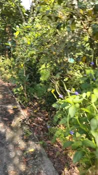 Đất vườn 3 công 8, Ấp Mỹ Tường, Cái Bè - Giá chỉ 1.3 tỷ, Sổ đỏ chính chủ!