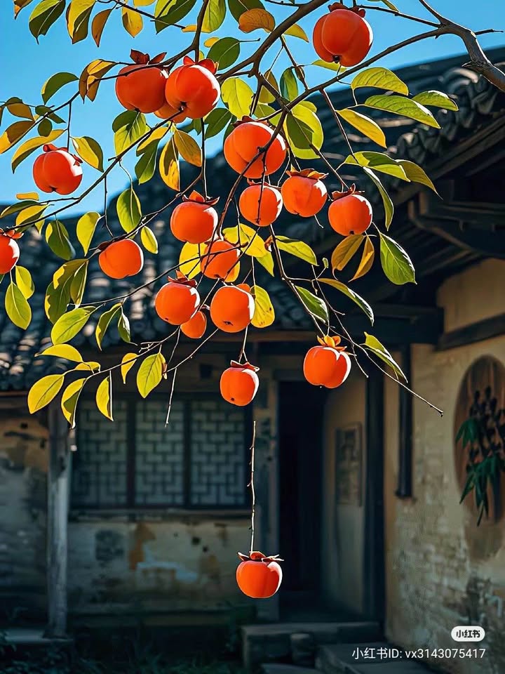 Đất nền Thôn Đông Đoan Bái, Hiệp Hòa 259m² giá 1 tỷ - Sổ đỏ chính chủ!