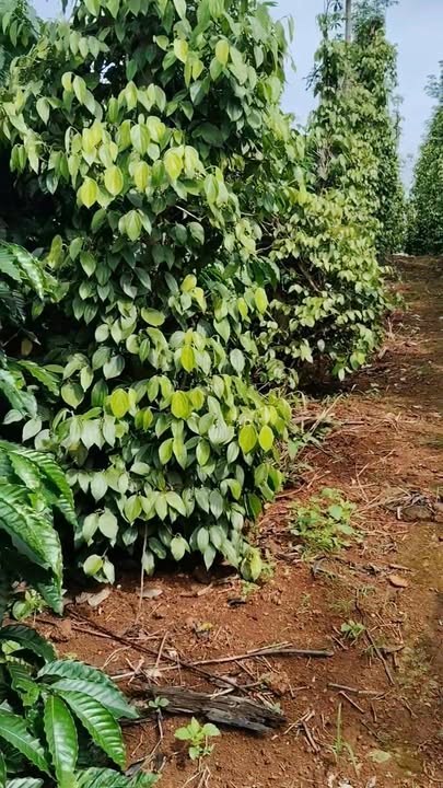 Đất nền Trường Xuân Đắk Song 1,6 ha chỉ 2,1 tỷ - Cơ hội đầu tư tuyệt vời!