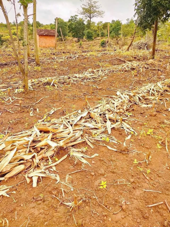 Đất nền 1ha tại xã Ea Khăl, huyện Ea H'Leo, giá 50 triệu - Cơ hội đầu tư hấp dẫn!