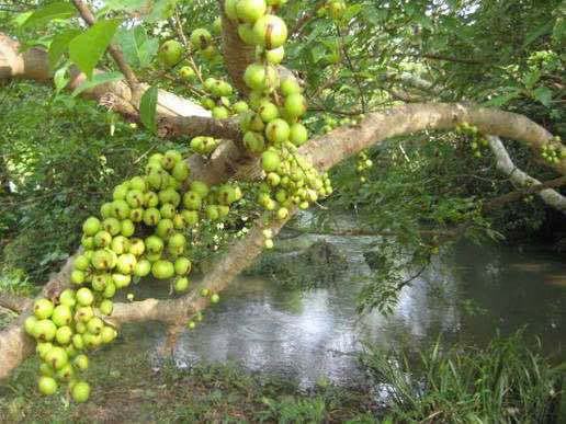 Đất nông nghiệp 6.123,4m² phường Tân An giá 650 triệu - Sẵn sàng cho bạn đầu tư!