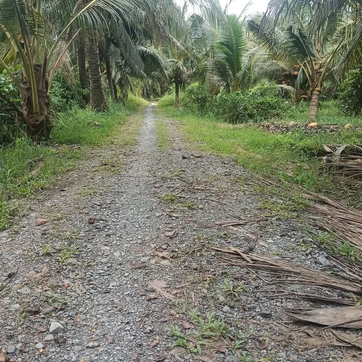 Đất vườn dừa Hưng Nhượng 4500m² giá 1.87 tỷ - Đầu tư sinh lời không thể bỏ lỡ!