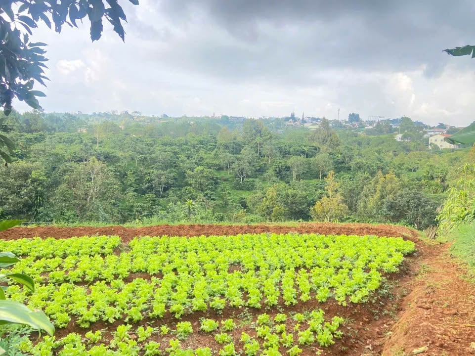 Đất nền 1,8 sào hẻm Quốc Lộ 20, phường 3, Bảo Lộc - Giá 2,7 tỷ, view đẹp!