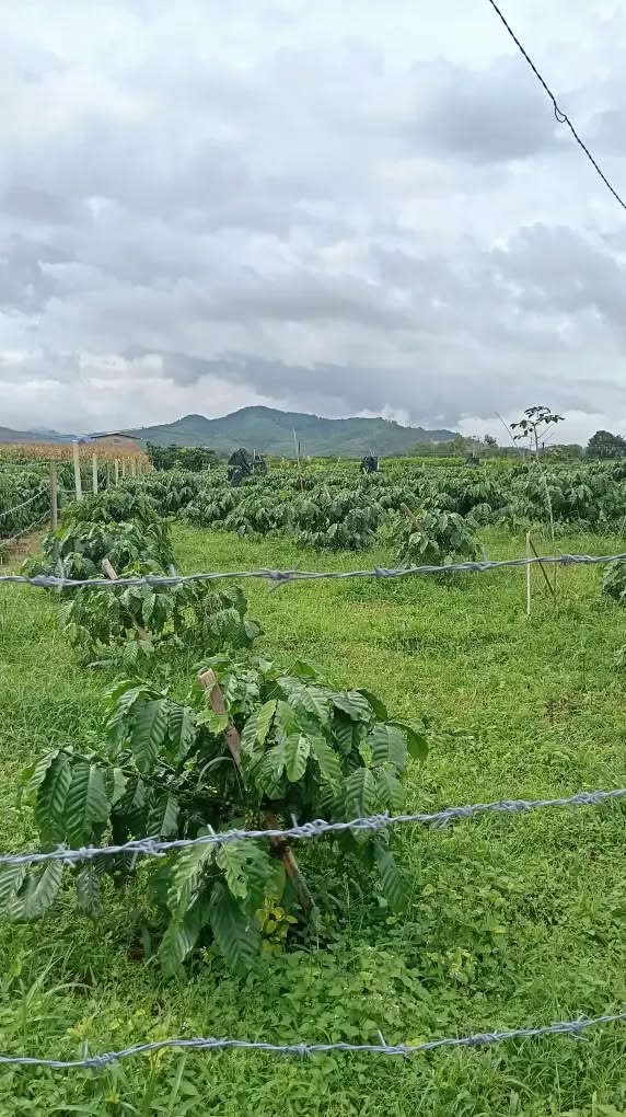 Đất nền Lộc Tiến Bảo Lộc 360m² giá 1.8 tỷ - Khu dân cư đông đúc!