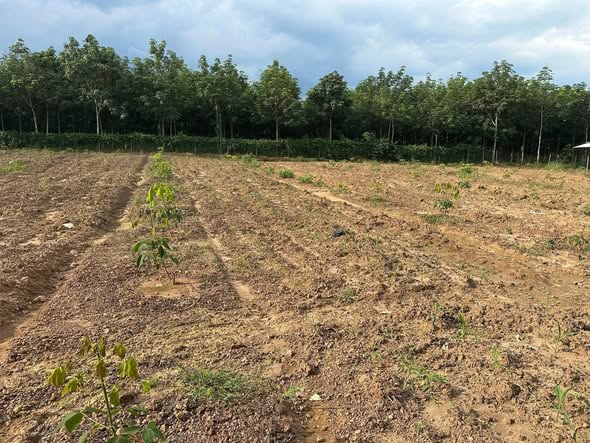 Đất nền Tân Hiệp Hóc Môn 840m² giá 4.2 tỷ - Đầu tư sinh lời ngay!