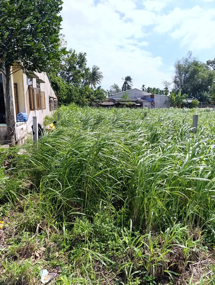 Đất nền Nghĩa Dõng Quảng Ngãi 133.5m² giá chỉ 5xx triệu - Đường thông thoáng, vị trí đẹp!