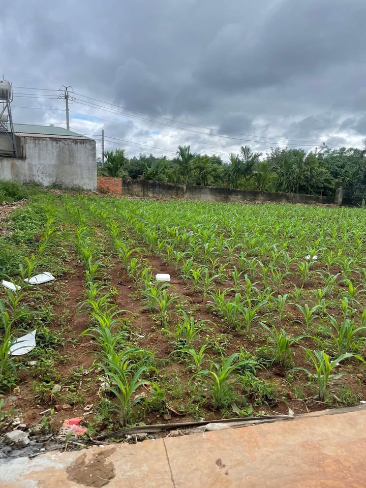 Đất nền Phước An, Krông Pắc 110m² giá 960 triệu - Sổ đỏ chính chủ, bớt lộc!