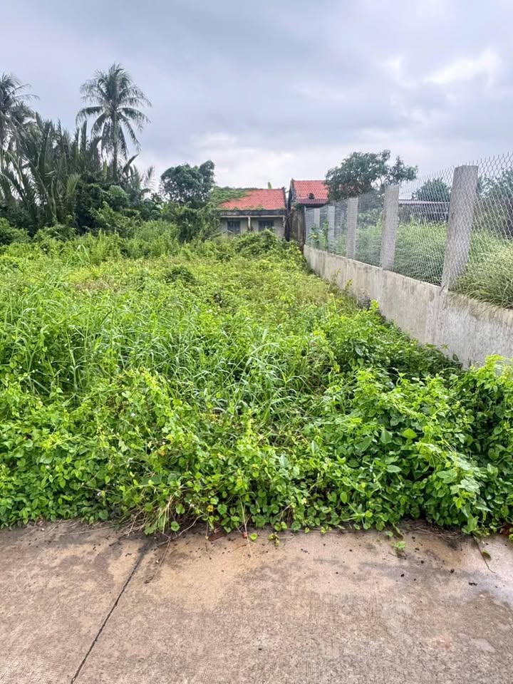 Đất thổ cư Nhựt Chánh Bến Lức 93m² giá 650 triệu - Đầu tư sinh lời ngay!