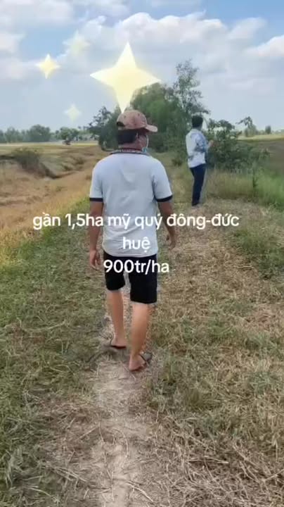 Đất nền 1,5 mẫu Mỹ Quý Đông, Đức Huệ, Long An - Giá chỉ 6 tỷ, xe hơi vào tận nơi!