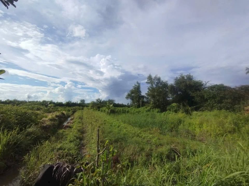 Đất nền Bình Hòa Hưng, Đức Hòa, Long An 1550m² chỉ 2.8 tỷ - Cơ hội đầu tư tuyệt vời!