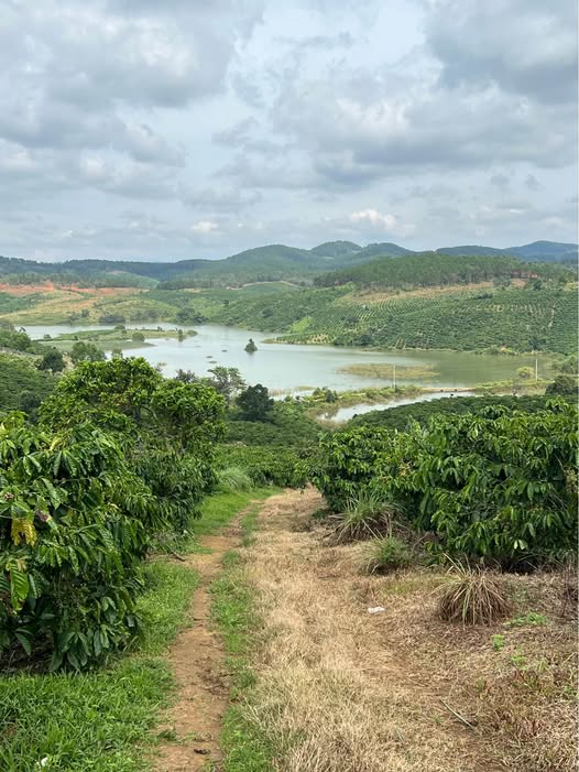 Đất nông nghiệp Tà Hine, Đức Trọng 21,000m² giá 5.5 tỷ - Sổ đỏ chính chủ!