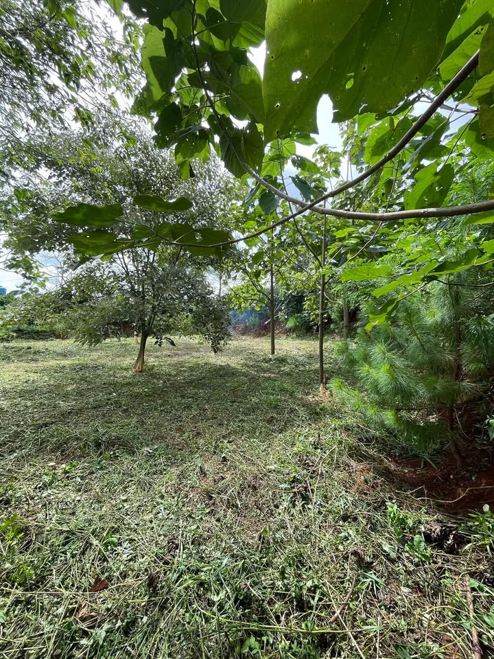 Đất nền Di Linh 962m² giá 2.3 tỷ - Sổ đỏ chính chủ, vị trí đẹp!