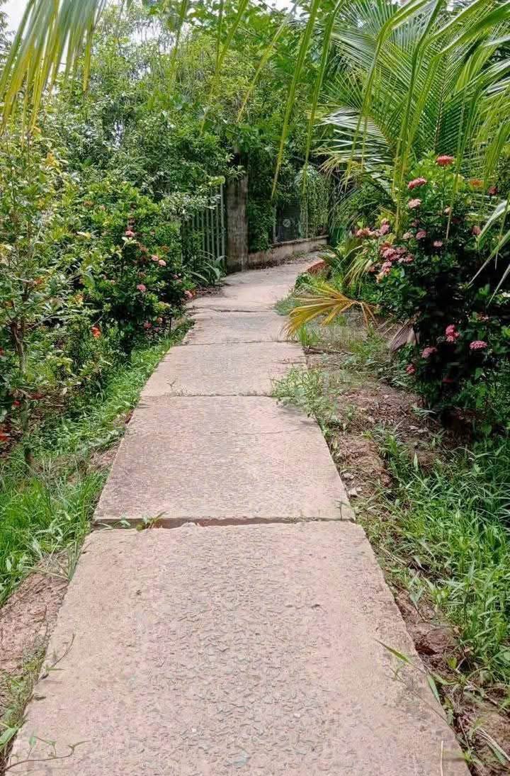 Đất nền Long Trung Cai Lậy 100m² giá chỉ 450 triệu - Sổ hồng chính chủ!