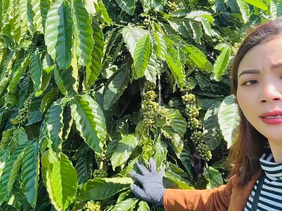 Đất nền kinh doanh 36,000m² tại Kon Gang, Đăk Đoa giá 2.62 tỷ - Cơ hội đầu tư sinh lời hấp dẫn!