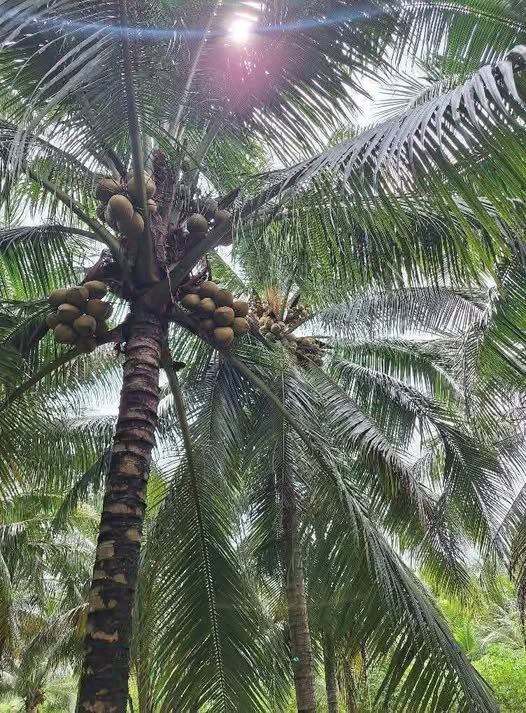 Đất vườn dừa Lương Hòa Giồng Trôm 3000m² giá 1.2 tỷ - Cơ hội đầu tư hấp dẫn!