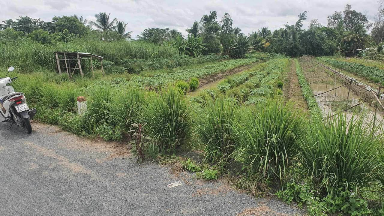 Đất nền mặt tiền tỉnh lộ 922, Thới Lai, 2005m² - Giá chỉ 2.1 tỷ, thương lượng tốt!