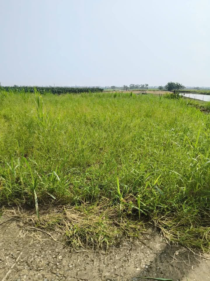 Đất nền mặt tiền đường Wieeu Kênh, xã Tân Điền, 168m² giá 280 triệu - Sổ hồng chính chủ!