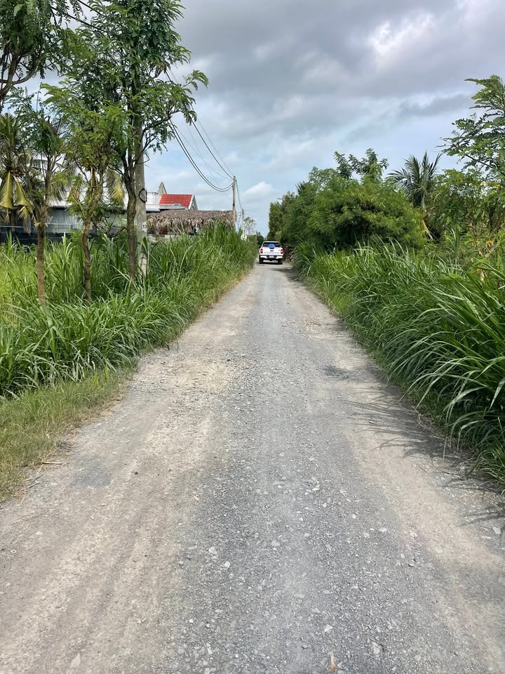 Đất trồng cây lúa ấp Thạnh Lợi, Bình Tân, 4372m² giá 1.6 tỷ - Cơ hội đầu tư hấp dẫn!