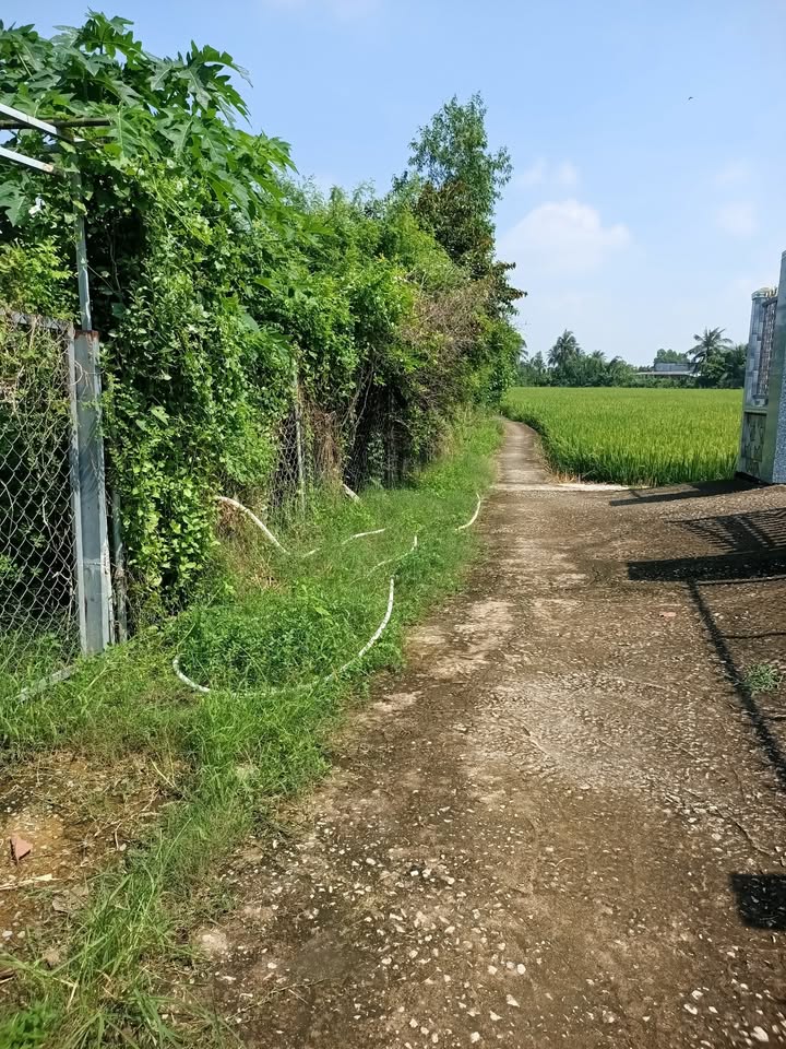 Đất nền Gò Công Tây, Tiền Giang 1500m² giá 550 triệu - Đầu tư sinh lời ngay!