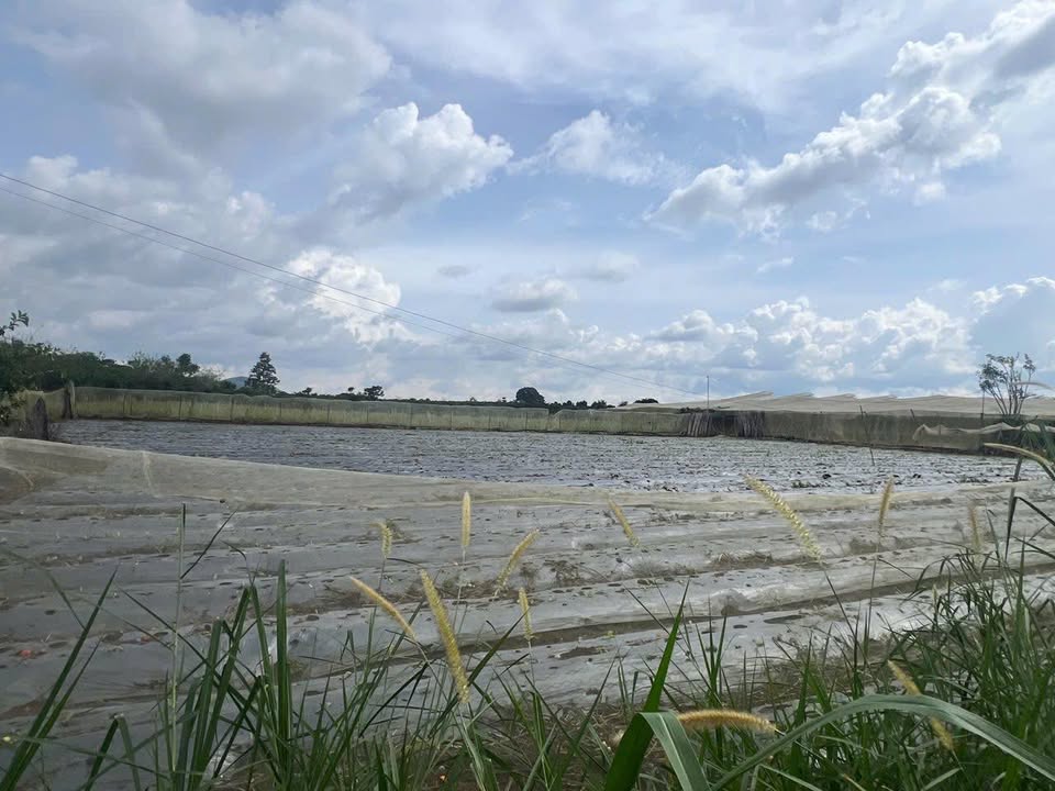 Đất nền Tân Hội Đức Trọng 215m² giá chỉ 520 triệu - Đầu tư sinh lời ngay!