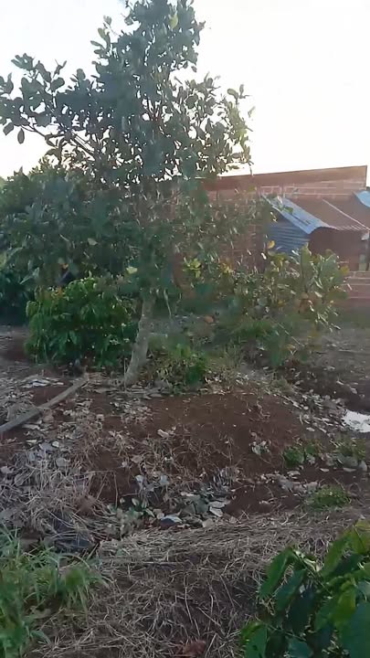 Đất nền tại Chư Sê, Gia Lai 148800m² - Cơ hội đầu tư hấp dẫn!