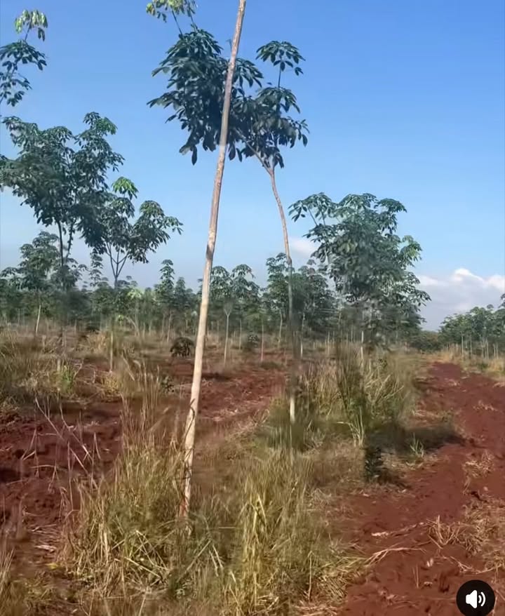 Đất nền 8ha tại xã Ia Dom, Đức Cơ - Giá chỉ 2.7 tỷ, cơ hội đầu tư tuyệt vời!